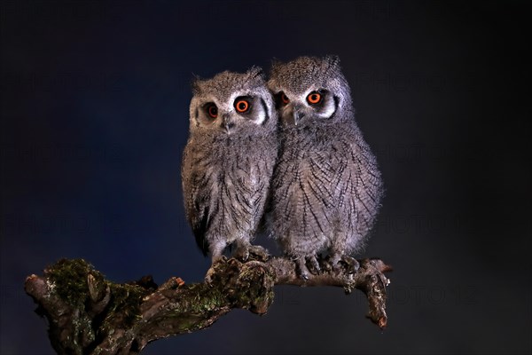 Southern white-faced owl (Ptilopsis granti), juvenile, two juveniles, siblings, at night, on guard,