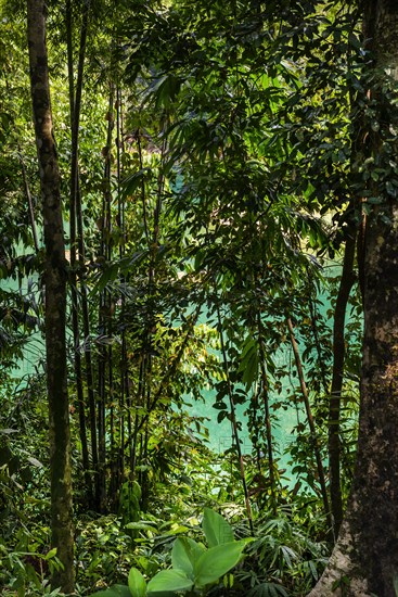 Rainforest in Khao Sok National Park, forest, jungle, trekking, nature, natural landscape,