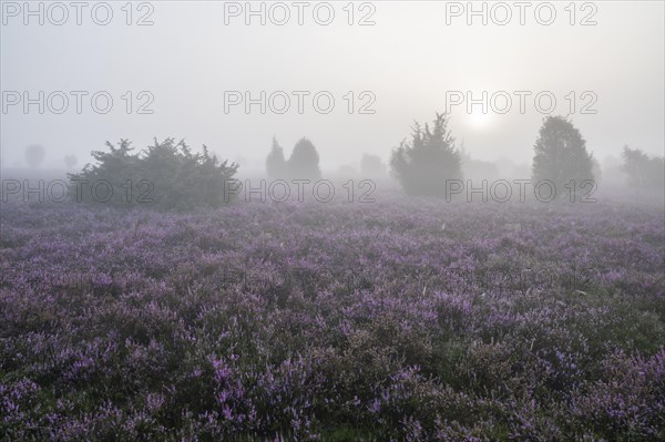 Heath landscape, flowering common heather (Calluna vulgaris), sunrise, morning fog, Lueneburg