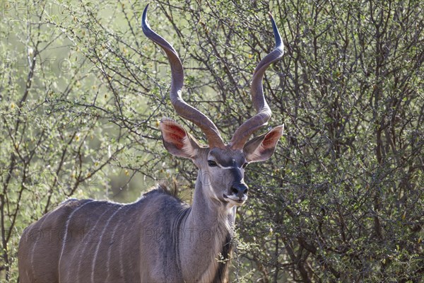 Kudu (Tragelaphus strepsiceros), Madikwe Game Reserve, North West Province, South Africa, RSA,
