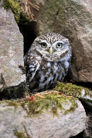 Little owl (Athene noctua), (Tyto alba), adult, at breeding den, alert, portrait, Lowick,