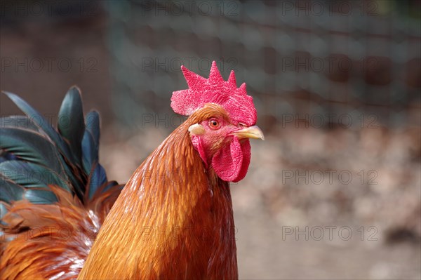Domestic chicken (Gallus gallus domesticus), rooster, portrait, New Hampshire, poultry, breed,