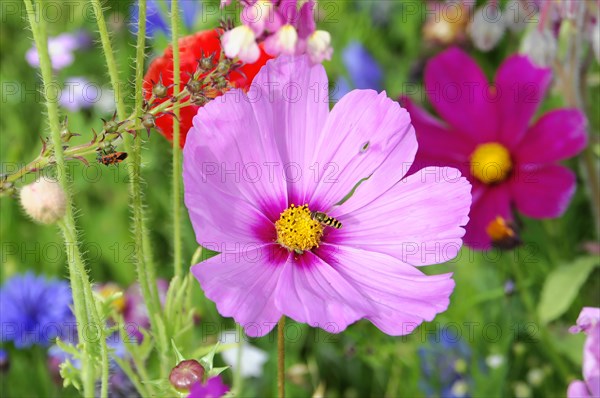 Close-up of a pink cosmea (Cosmea bipinnata), Cosmea, in front of a blurred green background,