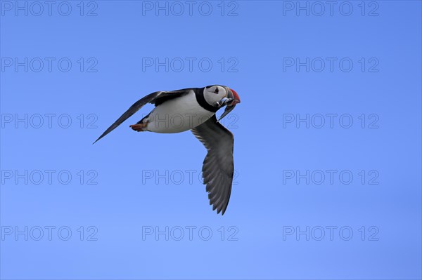 Puffin (Fratercula arctica), adult, flying, with sand eels, with food, Faroe Islands, England,