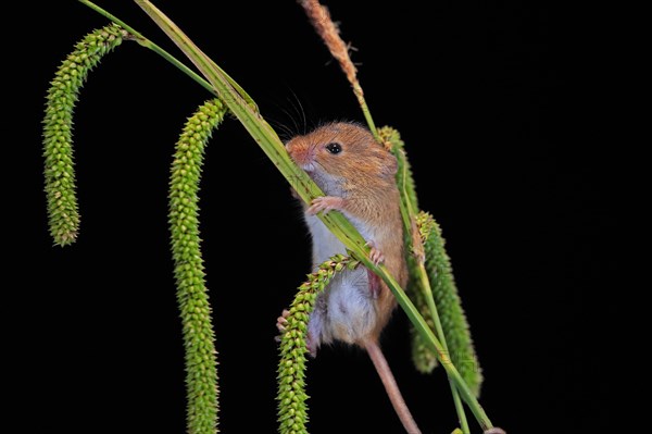 Eurasian harvest mouse (Micromys minutus), adult, on plant stalks, ears of corn, foraging, at