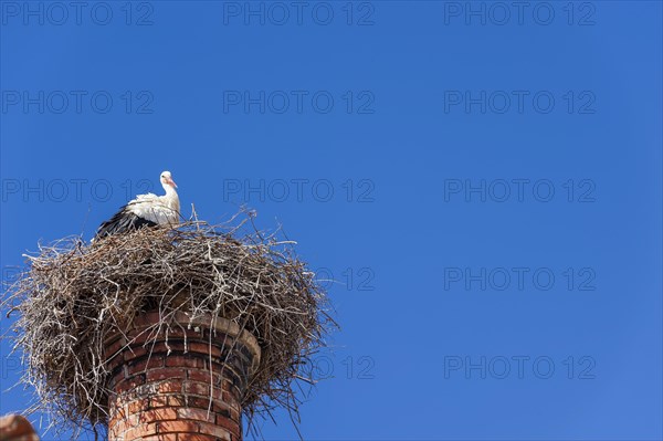 Stork with nest on a chimney, bird, bird's nest, nest, nest building, architecture, species
