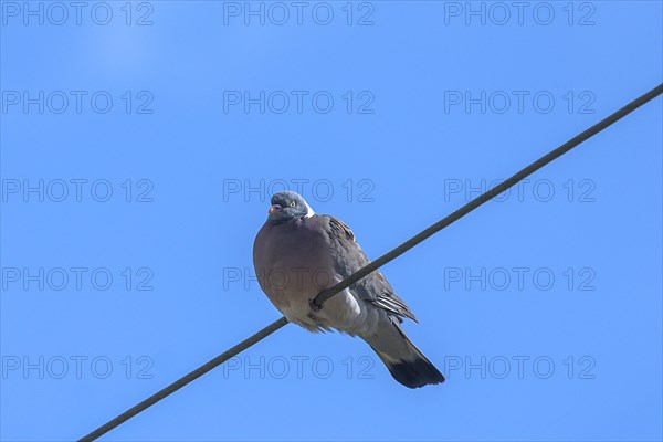 Common wood pigeon (Columba palumbus) on a telephone line, blue sky, Mecklenburg-Western Pomerania,