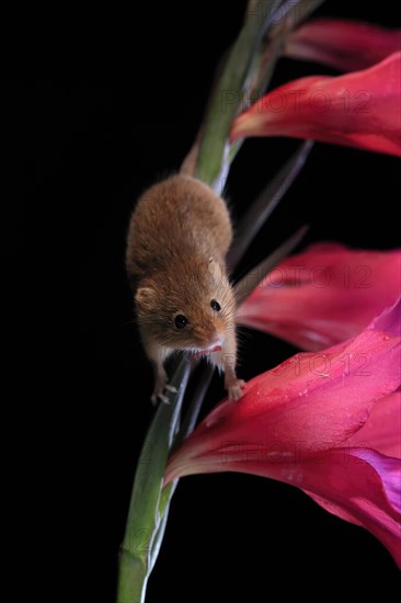Eurasian harvest mouse (Micromys minutus), adult, on plant stem, flowering, foraging, at night,