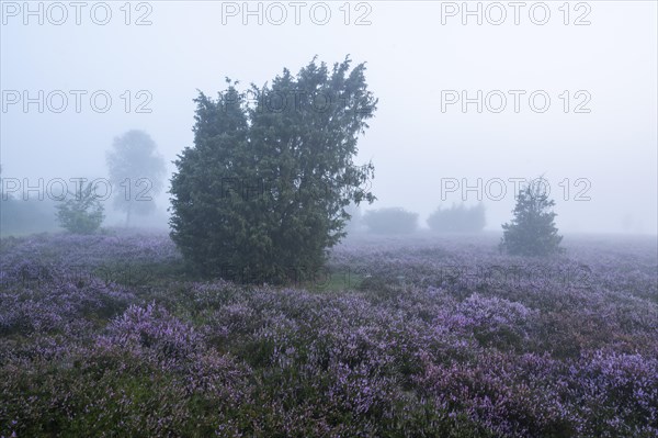 Heath landscape, flowering common heather (Calluna vulgaris), common juniper (Juniperus communis),