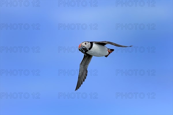 Puffin (Fratercula arctica), adult, flying, with sand eels, with food, Faroe Islands, England,