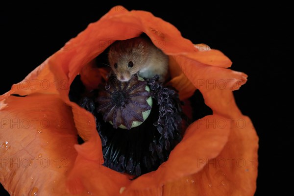 Common harvest mouse, (Micromys minutus), adult, on corn poppy, flower, foraging, at night,