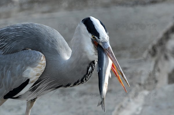 A grey heron (Ardea cinerea), holding a freshly caught fish in its beak, Stuttgart,