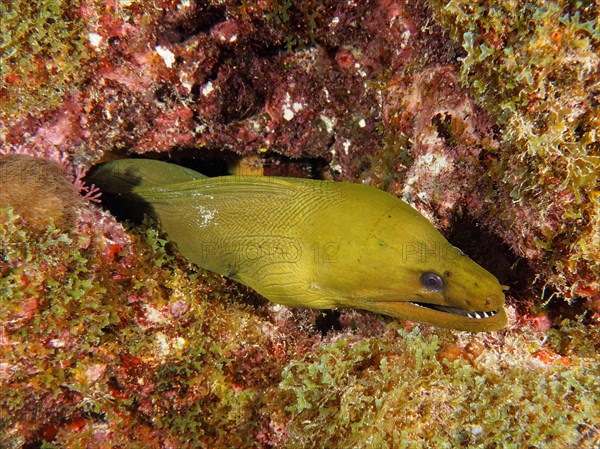 Green moray (Gymnothorax funebris), dive site John Pennekamp Coral Reef State Park, Key Largo,