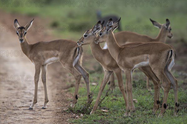 Black Heeler Antelope or Impala (Aepyceros melampus) herd with young, nursery, Madikwe Game