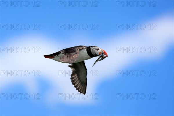 Puffin (Fratercula arctica), adult, flying, with sand eels, with food, Faroe Islands, England,