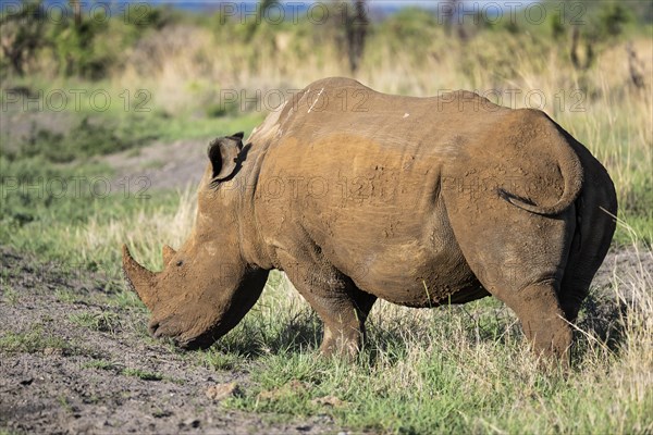 White rhinoceros (Ceratotherium simum), Madikwe Game Reserve, North West Province, South Africa,