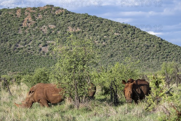 White rhinoceros (Ceratotherium simum), Madikwe Game Reserve, North West Province, South Africa,