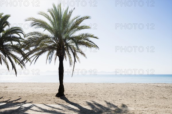 Beach with palm trees, Can Picafort, Bay of Alcudia, Majorca, Balearic Islands, Spain, Europe