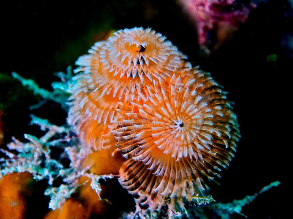 Christmas tree worm (Spirobranchus giganteus), dive site John Pennekamp Coral Reef State Park, Key