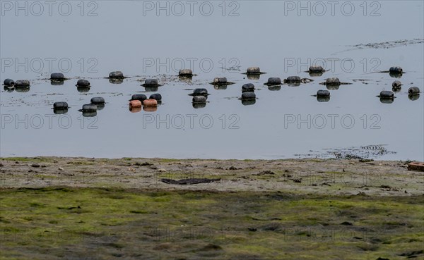 Black and red floats attached to a fishing net floating on surface of water with shoreline in the