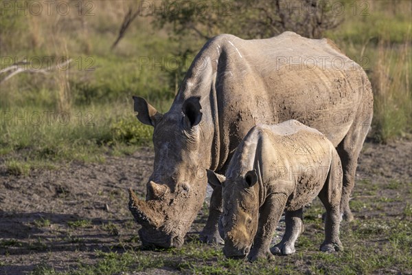 White rhinoceros (Ceratotherium simum) cow with baby, Madikwe Game Reserve, North West Province,