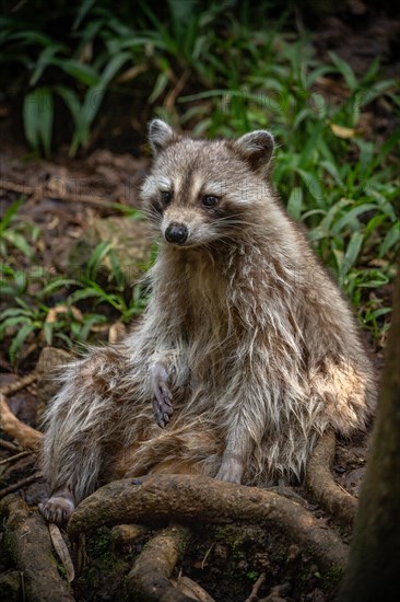 Raccoon in natural environment, close-up, portrait of the animal on Guadeloupe au Parc des