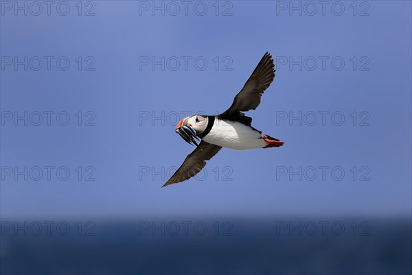 Puffin (Fratercula arctica), adult, flying, with sand eels, with food, Faroe Islands, England,