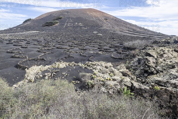 Lava landscape overgrown with lichens and succulents, in the background vineyards protected by dry