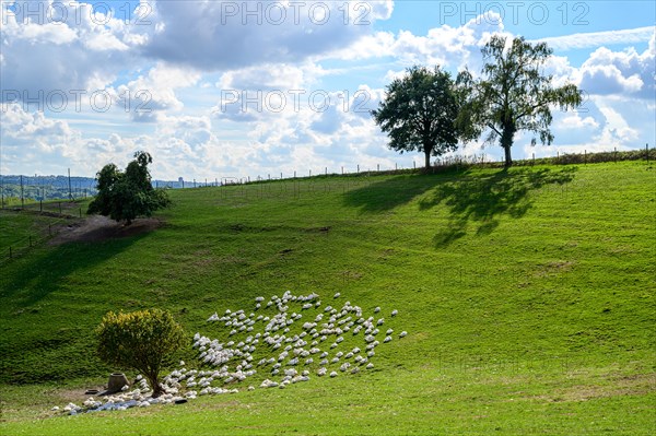 An idyllic landscape with domestic geese, a fence and a tree on a sunny hill under a blue sky with