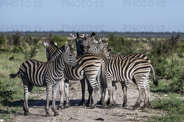 Plains zebra (Equus quagga) herd, Madikwe Game Reserve, North West Province, South Africa, RSA,