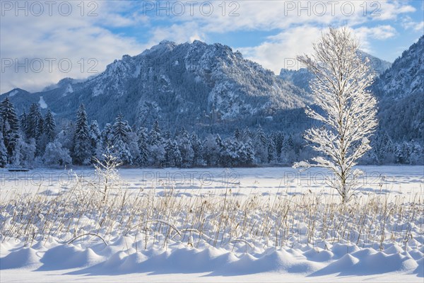 Schwansee in winter, behind it Neuschwanstein Castle and the Tegelberg, 1720m, near Hohenschwangau,