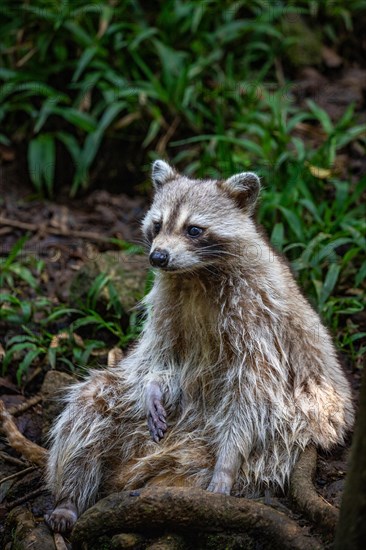 Raccoon in natural environment, close-up, portrait of the animal on Guadeloupe au Parc des