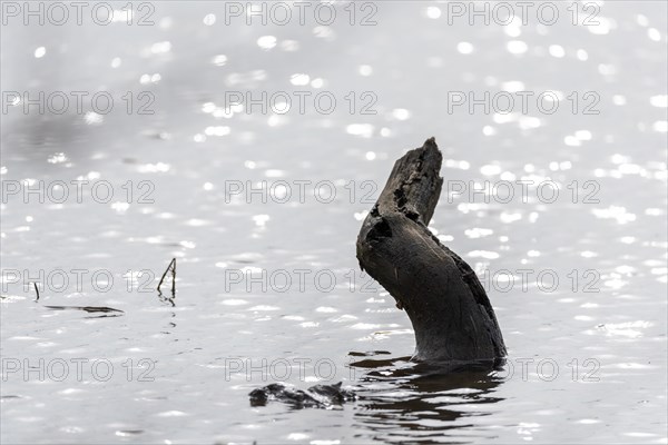 A single piece of wood protruding from a smooth body of water, Magdeburg, Saxony-Anhalt, Germany,