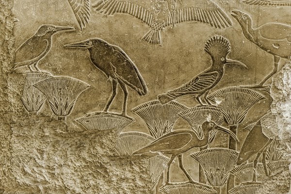 Hieroglyphics on a stone slab, birds, animal, ibis, message, drawing, Egyptian, kingdom, antiquity,