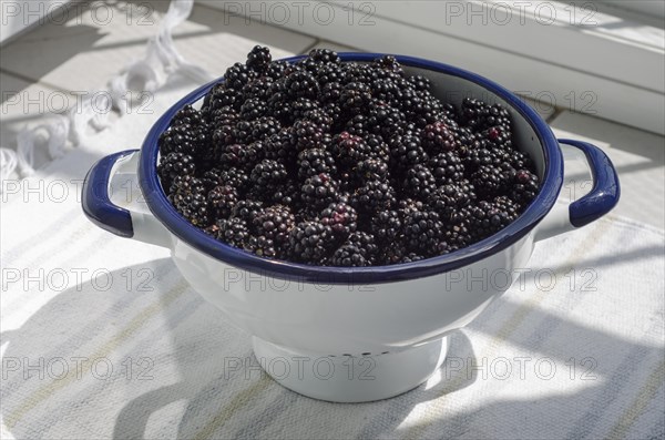 Blackberries, enamel, blue, white, sieve, carbon copy, rag rug, Lueneburg, Lower Saxony, Germany,