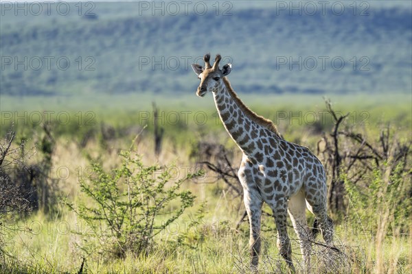 Southern giraffe (Giraffa giraffa) baby, Madikwe Game Reserve, North West Province, South Africa,