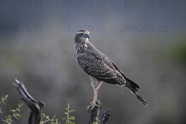 Silver Singing Goshawk, also known as pale chanting goshawk (Melierax canorus) juvenile, Madikwe