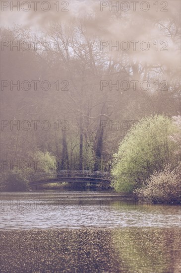 Bridge in Rombergpark surrounded by leafy trees and bushes, in the foreground the lake, partly