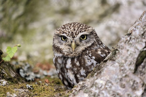 Little owl (Athene noctua), (Tyto alba), adult, on tree trunk, alert, portrait, Lowick,