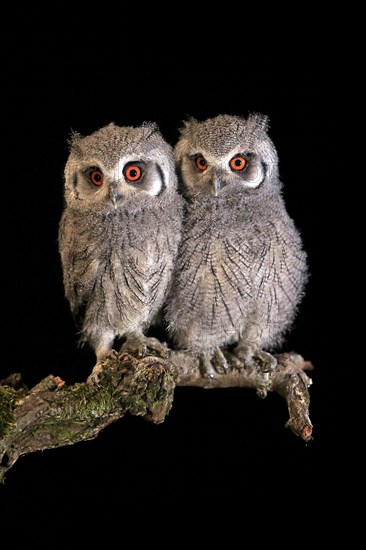 Southern white-faced owl (Ptilopsis granti), juvenile, two juveniles, siblings, at night, on guard,
