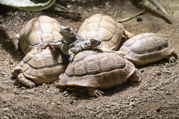 Egyptian tortoises (Testudo kleinmanni) and black hardun (Stellagama stello), Heidelberg Zoo,