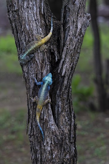 Blue-throated Agama (Acanthocercus atricollis), Madikwe Game Reserve, North West Province, South