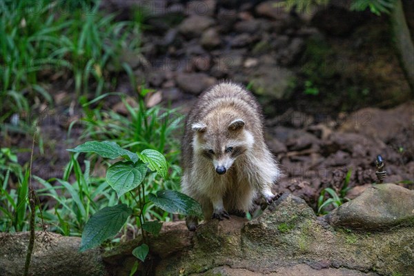 Raccoon in natural environment, close-up, portrait of the animal on Guadeloupe au Parc des