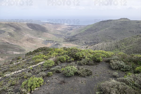 Agriculture terraced landscape seen from the Mirador del Guinate, Haria, Lanzarote, Canary Islands,
