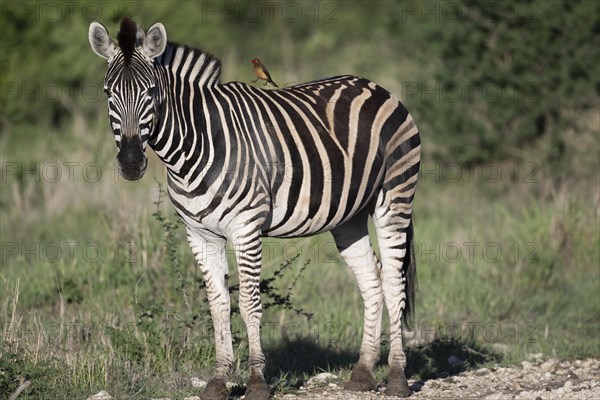 Plains zebra (Equus quagga) with oxpecker, Madikwe Game Reserve, North West Province, South Africa,