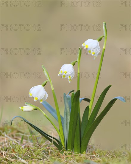 Spring snowdrop (Leucojum vernum), March snowdrop, March bell, large snowdrop. Amaryllis family