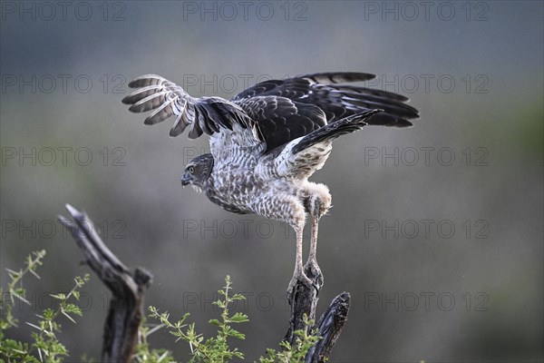 Silver Singing Goshawk, also known as pale chanting goshawk (Melierax canorus) juvenile, Madikwe