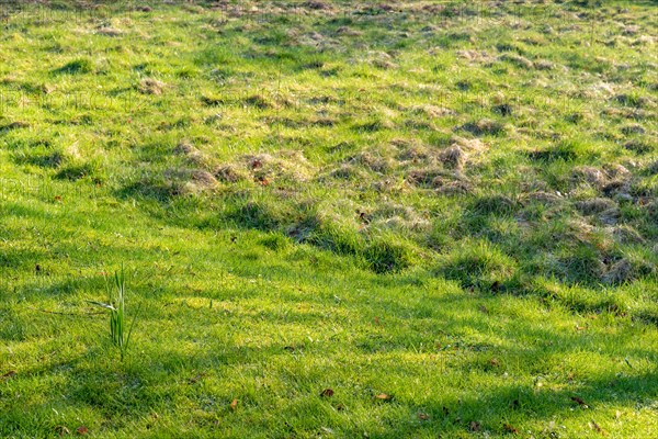 Sunshine and shade on an uneven grass field