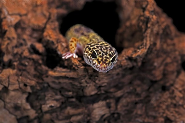 Leopard gecko (Eublepharis macularius), adult, portrait, looks out of burrow, captive