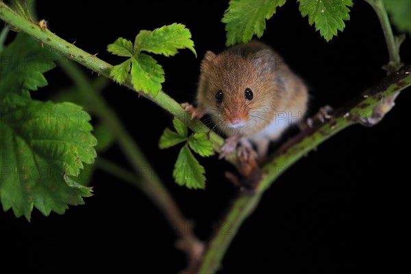 Eurasian harvest mouse (Micromys minutus), adult, on plant stalk, foraging, at night, Scotland,